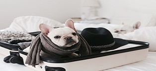 small dog with scarf packed in small suitcase