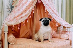 Pug dog sitting on dog bed with draped tapestry
