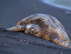 Turtle laying on black volcanic sand beach